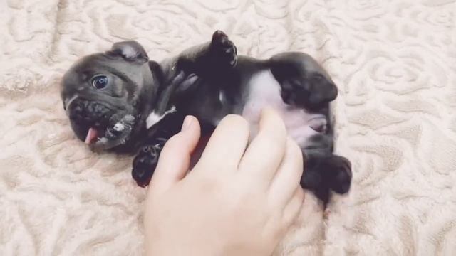 ШИКАРНАЯ ШАРЛИЗ , Марси,1 месяц щенку французского бульдога голубого окраса смотреть онлайн