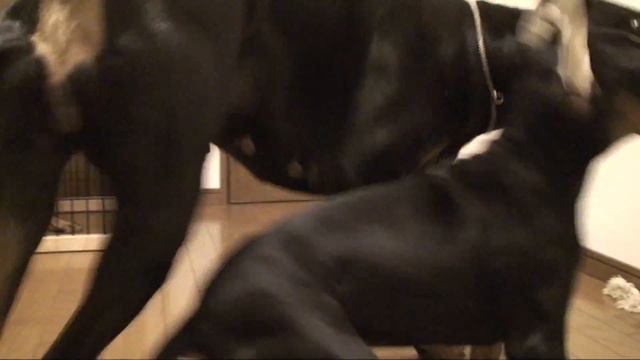 09.9.18 puppy doberman name is RUNA Sun Royal смотреть онлайн