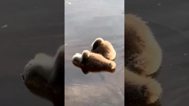 Slipping little swans, so cute 🧡