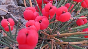 Невероятный урожай эфедры на склонах мыса!