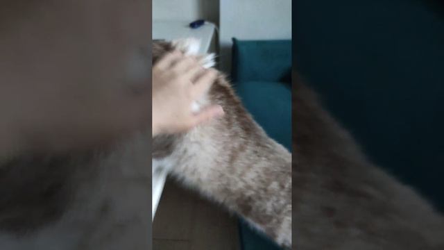 мя)