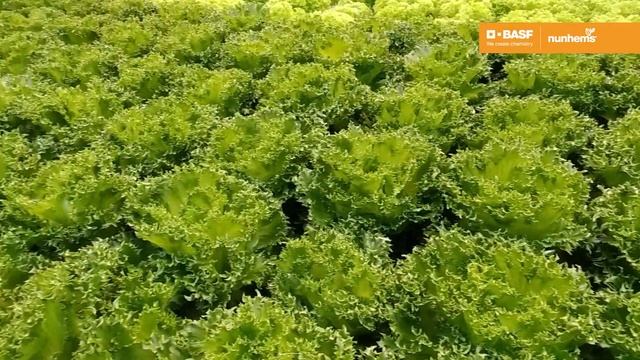Салат Данстар від BASF, Nunhems в умовах закритого грунту. Відгук з виробництва смотреть онлайн