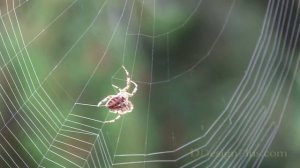 Кто такие комары? Их жизненный цикл, особенности и интересные факты