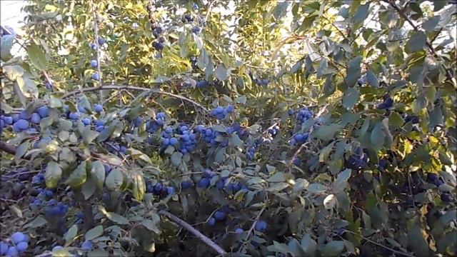 сливовое варенье скоро сварим смотреть онлайн