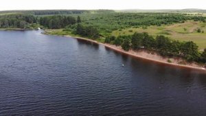 Белая холуница