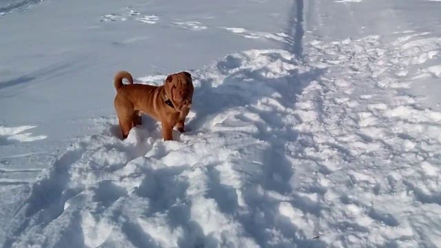 Бойцовские шарпеи смотреть онлайн