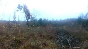 Гон Русских гончих.