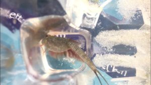 Встречайте, триопс он же щитень! 200 милл. лет!