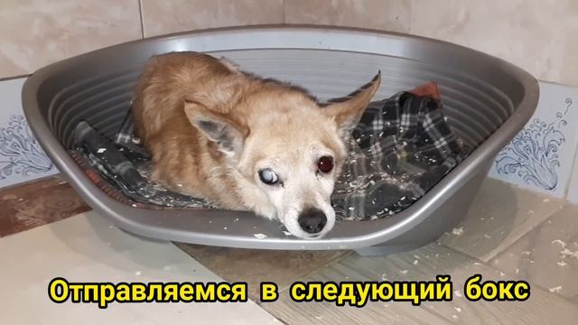 Первый снег - последние новости! Помощь Животным смотреть онлайн