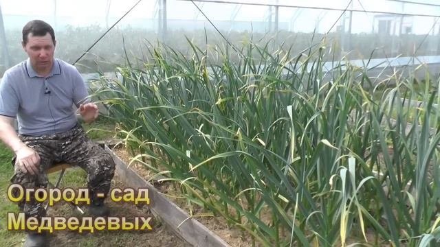 Как укрупнить головки чеснока и улучшить его лёжкость