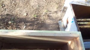 Пчёлы (  Сборка гнезда в зиму в многокорпусном улье)