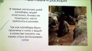 Содержание большой капибары в условиях экспозиции океанариума