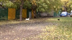 Джек Рассел против Таксы