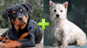 15 гибридов собак разных пород #3