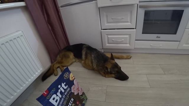 Натуральный корм или Сухой корм? Что мы выбираем и почему! смотреть онлайн