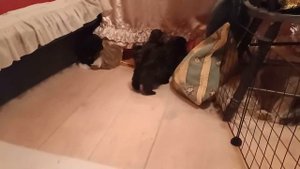 той-пудель+шитцу дизайн щенки