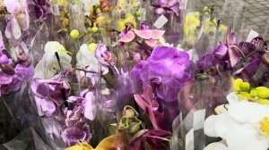 Ох и Ах! Обзор Орхидей (Одесса садовый центр)