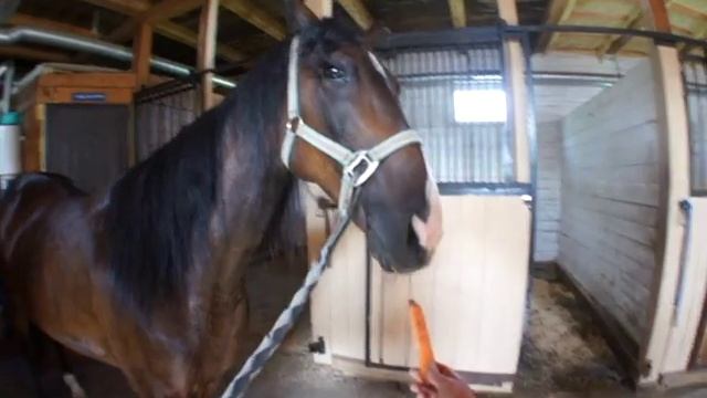 Самая красивая лошадь в мире) кушает морковочку смотреть онлайн