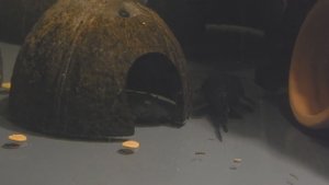 Звездчатый Анциструс L181