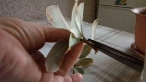 Укоренение фикуса Тинеке. Эксперимент.
