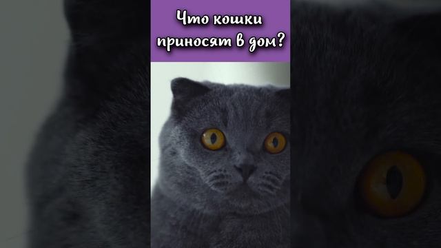 Что кошки приносят в дом ? #shorts