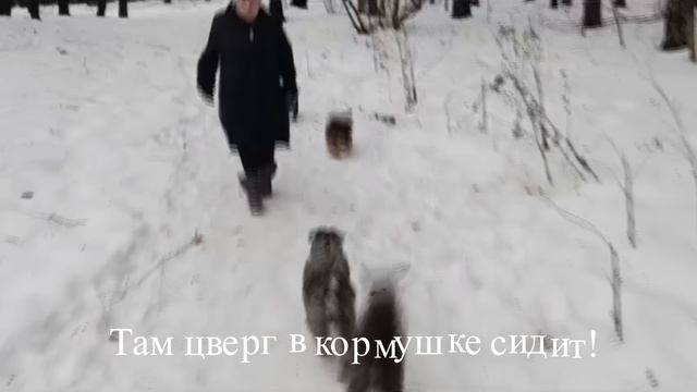 собаки