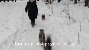 собаки