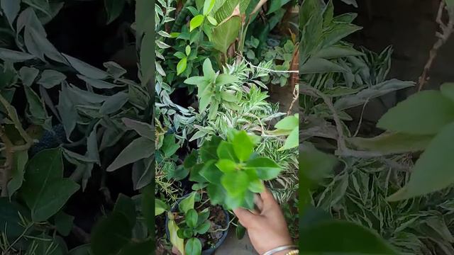 HOW TO CARE FICUS PLANT/ leaf burning/ leaves falling problem #plants #plant #ficusplant #garden