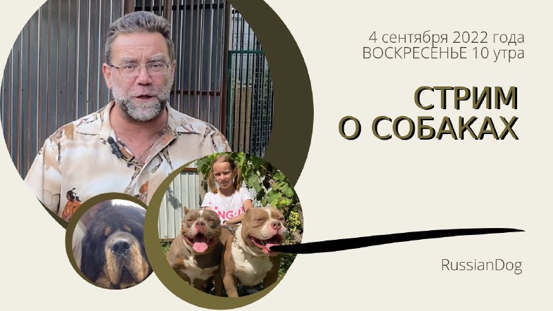 СТРИМ из питомника собак РашенДог (RussianDog)