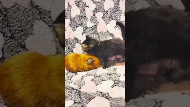 Сёма и котёнок мейн-кун 😍 #морскаясвинка #милота смотреть онлайн