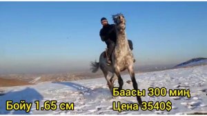 Продаётся лошадь🐎год 3 рост 1.65см быстро шустро бегает цена 300 000 сомов (3540$) тел:+99670831177