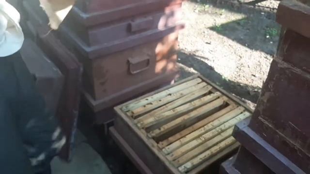 Как заменить матку, 100% способ подсадки смотреть онлайн