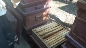 Как заменить матку, 100% способ подсадки