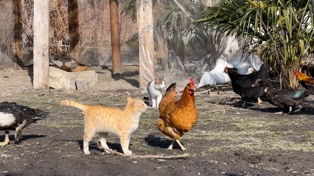 GRANDMA COOKING FRUIT BUNS! STUFFED BEEF | PARADISE VILLAGE | COUNTRY LIFESTYLE смотреть онлайн