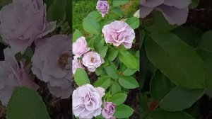 роза Диориссанс Dioressence от Delbard