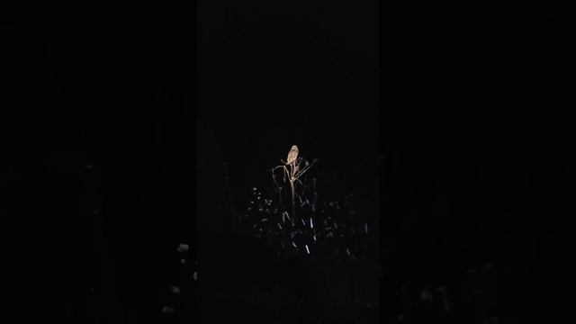 Опять мне встретилась сова. #сова #зима #природа #прогулка смотреть онлайн