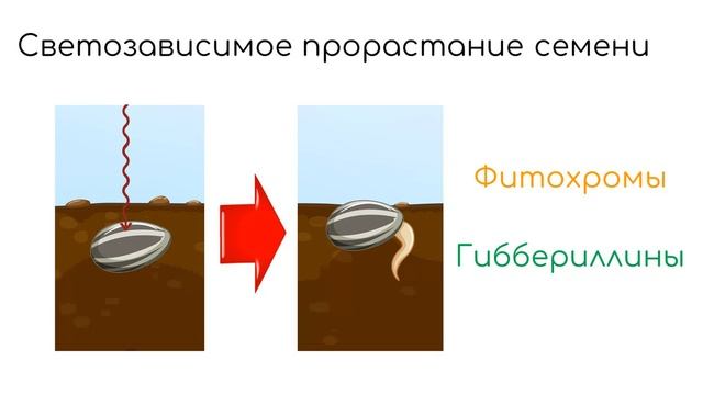 Роль света в жизни растений