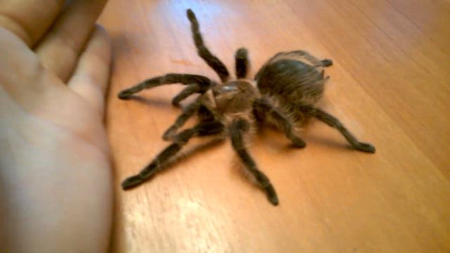 паук Brachypelma albopilosum смотреть онлайн