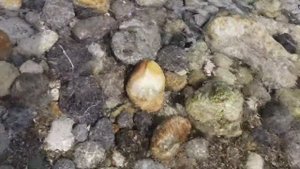 Mirada Del Mar, Кемер, Турция - пляж