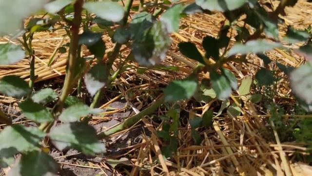 Слепые побеги роз! Резать или нет? смотреть онлайн