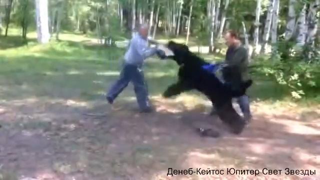 Денеб-Кейтос Юпитер Свет Звезды (русский черный терьер) смотреть онлайн