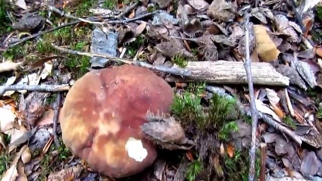 Секреты ТИХОЙ ОХОТЫ. Сбор БОРОВИКА (Boletus regius) в Крыму. смотреть онлайн