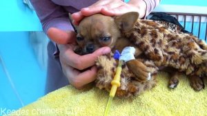 Спасение Куксика. Как вылечить маленького щенка, который ничего не ест? Срочная ветеринарная помощь