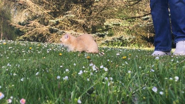 ВЛОГ#38: провал с челенджем, британский котик и подробно об альбоме смотреть онлайн
