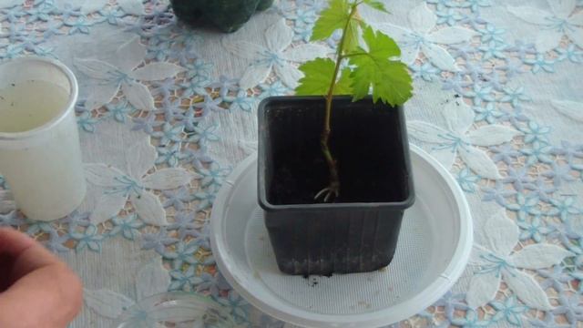 Размножение винограда зелеными черенками. 1