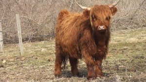 Highland cows\Шотландская высокогорная корова