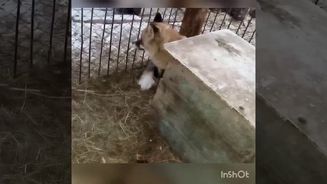 536. Дикая лиса Маркиза, ем только то что нравится. #лиса #животные #shorts смотреть онлайн