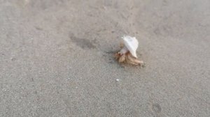 Мьянма. Туристические пляжи Нгапали(вторая часть).