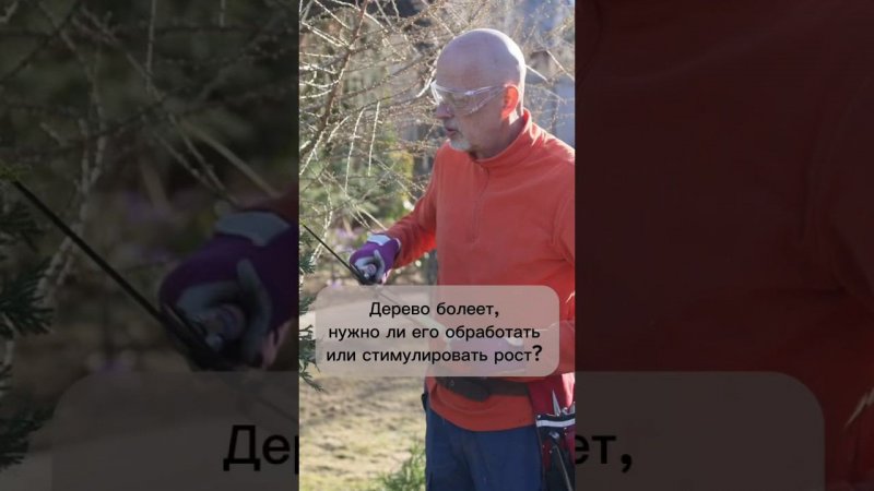 Дерево болеет, нужно ли его обработать или стимулировать рост?