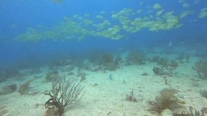 Мексика дайвинг в карибском море 2020 бычья акула